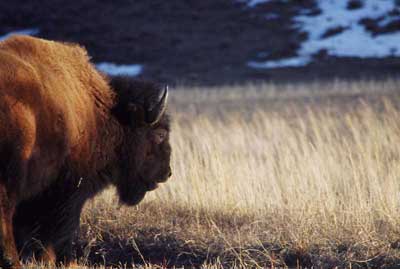 Dan McCarthy Photography | Bison Staring